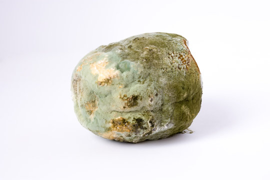 Fruit or vegetable is completely covered with mold on white background. Concept photo of improper storage of food preparation for study of properties of mold in science, botany, biology, agriculture 