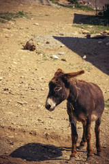 closeup donkeys resting