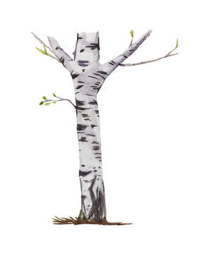 Birch Tree, Painted In Watercolor. Spring Buds From Birch Are A Folk Remedy.  Illustrations Is Isolated, On A White Background.