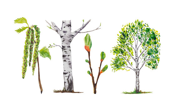 Birch trees, birch buds, and branches. All illustrations are isolated, on a white background, painted in watercolor.