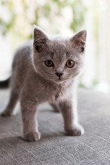Fototapeta na wymiar Britisch Kurzhaar Baby Katze
