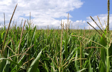 Plants: Maize field in the rural Altenburg county in Eastern Thuringia
