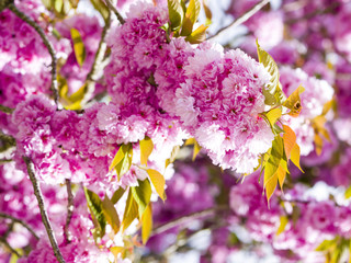 Naklejka premium Cerisier fleur en fleurs au printemps