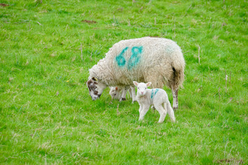 Sheep grazing on The Field, Cotswold, England
