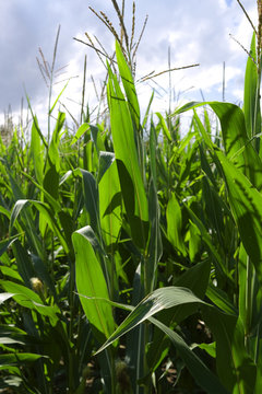 Plants: Maize field in the rural Altenburg county in Eastern Thuringia