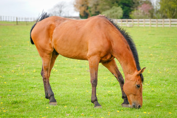 Chestnut Horse in The Farm Land
