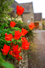 Red Tulips with Cotswold Stone Cottage visible in The Background