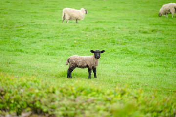Fototapeta premium Suffolk Sheep on The Green Field, Cotswold, England