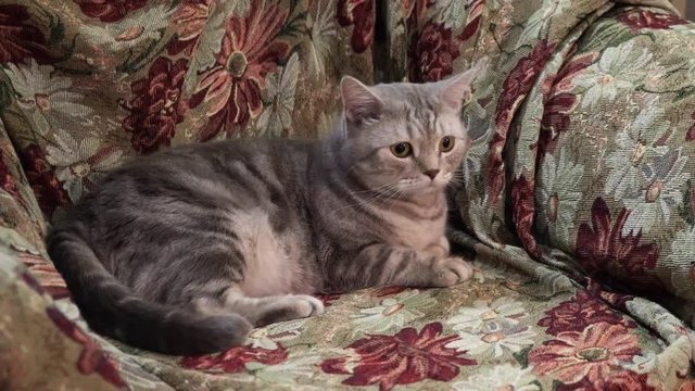 Scottish cat. On the couch. 4K