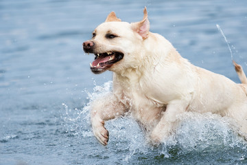 Obraz premium Labrador dog running in splashing water
