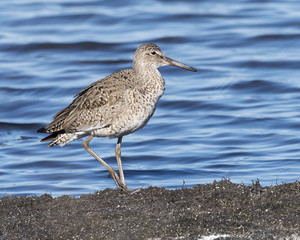 Willet