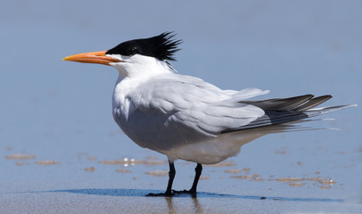 Royal Tern