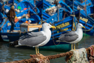 Seagulls and blue boats in Essaouira