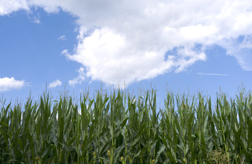 Loedla / Germany: View over a maize field