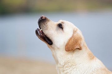 muzzle labrador dog outdoors