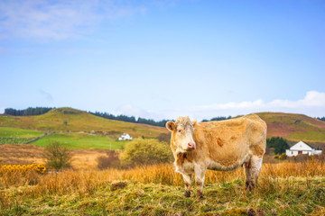 Red Brown Cow Free Range in the Farm Land Countryside, Scotland
