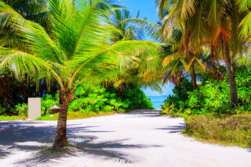 Walkway between palm trees on a Maldives island
