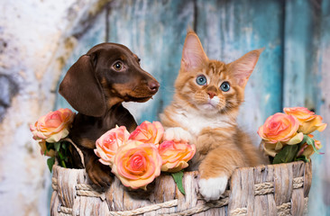 cat and dog, dachshund puppy chocolate color and kitten red © liliya kulianionak