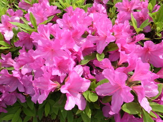 ツツジの花
