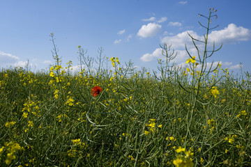 red poppy flower in green and yellow young colza field with forest in background and blue sky, Europe, Hungary / agriculture and countryside - spring