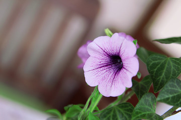 purple flower with green leaves on blurred background