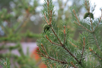 The branch of the fir-tree was drunk with the green cone in the blurred natural forest background