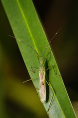 Image of Rice bug (Leptocorisa oratorius) on green leaves. Insect, Animal.