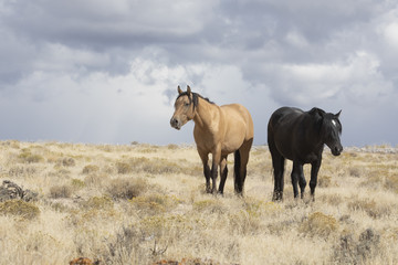 Fototapeta premium Onaqui Herd wild mustangs in the Great Desert Basin, Utah USA