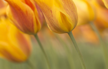 Gelb rote Tulpen (Tulipa) 