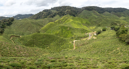 Teefeld, Tee, Teeplantage,  Cameron Highlands, Brinchan, Tanah Rata, Malaysia, Berge