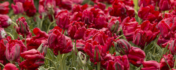 Gef&uuml;llte rote Tulpen (Tulipa) im Feld