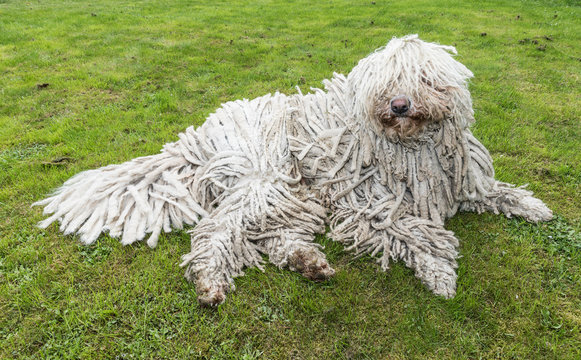 Big white furry dog comodor in the garden.