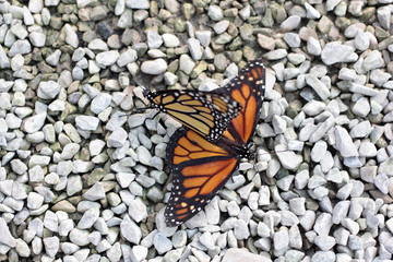 Fototapeta na wymiar papillons libertins