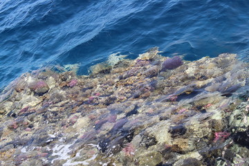 Coral in the red sea.