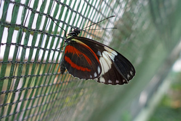 papillon aux rayures rouge