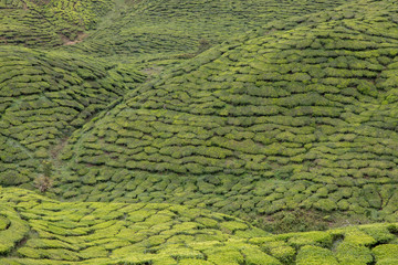 Teefeld, Tee, Teeplantage,  Cameron Highlands, Brinchan, Tanah Rata, Malaysia, Berge
