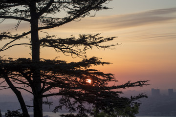 Abstract Tree in The Sunset