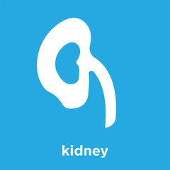 kidney icon isolated on blue background