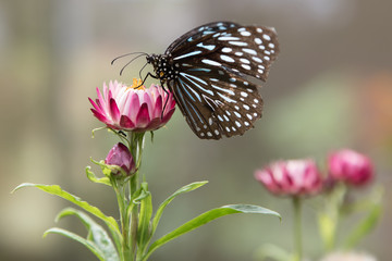 Schmetterling, Cameron Highlands, Malaysia, Schmetterlingsfarm, Blume, Blüte, Berge,Tier, Insekt