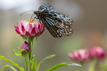Fototapeta na wymiar Schmetterling, Cameron Highlands, Malaysia, Schmetterlingsfarm, Blume, Blüte, Berge,Tier, Insekt