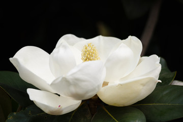 Fototapeta na wymiar magnolia grandiflora linn
