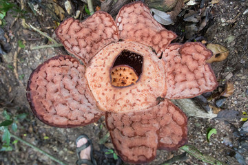 Rafflesia, Malaysia, Urwald, Blume, Blüte, Pflanze, Royal Belum State Park