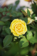 beautiful spring rose