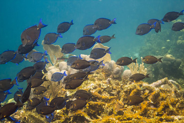 School of blue tang fish