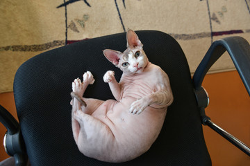 tabby cat Sphynx lies on the armchair. bald cat posing on chair