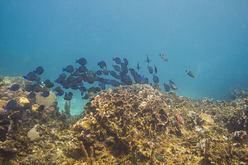 Naklejka na ściany i meble School of fish in a reef