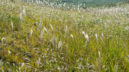 Beautiful view of green grass near forest on sunny day