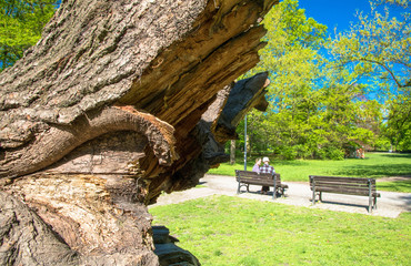 Fototapeta na wymiar Fallen mighty oak in eastern Poland