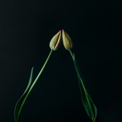 Styled minimalistic still life with tulip flowers on dark background.