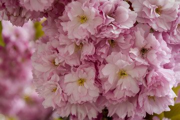Flowering tree at spring, closeup. Beautiful pink flower petals, selective focus.